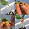 Figure 2. Splice grafting. 