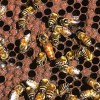 Figure 1. African honey bee queens, such as one at the center of the photo, appear nearly identical to European honey bee queens. Credit: Scott Bauer, USDA/ARS