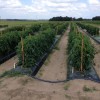 Figure 1. Tomato plants in the field at the UF/IFAS Research and Education Center in Citra, Florida, are subjected to different irrigation and fertilization regimens.