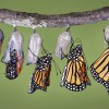 A composite of various views of a monarch emerging from its chrysalis.