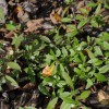 Figure 2. Eclipta growth in a mulched landscape bed. Note the purplish stems, lanceolate leaves, and prostrate growth habit.