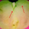 Figure 11. Fruit picked during a rain shower and then dye added to wet stem scar. 