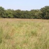 Figure 1. Smutgrass infestations are common in bahiagrass pastures throughout Florida. 