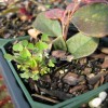 Figure 1. Oxalis growing in loropetalum liner. 