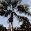 Figure 1. Mature kentia palm in the landscape.