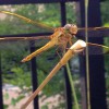 Figure 1. A dragonfly using an urban habitat patch in Gainesville, FL.