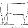 Figure 1. Illustration of proper hip height measurement.