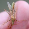 Figure 1. An adult rice bug, Leptocorisa acuta (Thunburg). Credit: Lary E. Reeves, University of Florida
