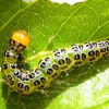 Figure 3. Epicorsia oedipodalis caterpillar on fiddlewood. Credit: W.H. Kern, Jr., UF/IFAS/FLREC