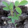 Figure 1. Fine hairs cover the leaves of the hairy indigo. Credit: Blaire Colvin, UF/IFAS