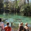 children view manatees at a spring