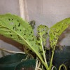 igure 1. A young mustard plant being eaten by YMLB adults and larvae.