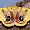 Figure 1. Male Io moth, Automeris io (Fabricius). Credit: Donald W. Hall, UF/IFAS