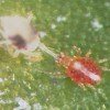 Figure 6. Adult Hemicheyletia wellsina (De Leon) (right) feeding on an adult female of the two-spotted spider mite Tetranychus urticae (Koch) (left) by grasping the front leg of the spider mite. Credit: Haleigh Ray