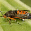 Figure 5. Adult squash vine borer, Melittia cucurbitae (Harris).