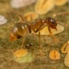 Figure 1. A tawny crazy ant, Nylanderia fulva (Mayr), worker. Credit: Lyle J. Buss, University of Florida