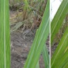 Figure 1. Leaves showing contrasting shades of green characteristic of sugarcane mosaic Credit: Philippe Rott, UF/IFAS