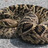 Figure 1. Eastern diamondback rattlesnake.