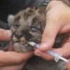 Figure 3. A kitten is administered dewormer during a den visit. Credit: Madelon van de Kerk