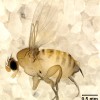 Figure 4. Adult female Apocephalus borealis.
