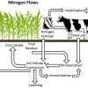 Figure 1. Nitrogen flows of a dairy forage system. Credit: R. Hellmuth
