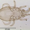 Figure 1. Adult chicken mite, Dermanyssus gallinae (De Geer). Credit: Lyle J. Buss, University of Florida