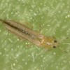 Figure 1. Western flower thrips adult.