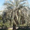 Figure 1. A 35-year-old pindo palm (Butia odorata). Credit: T. K. Broschat