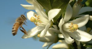 bee pollinating citrus flower