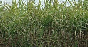 2006 Annual Research Report---Immokalee, Florida, sugarcane, crops, fields, grass. UF/IFAS Photo: Josh Wickham.