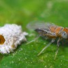 Figure 1. Female Anagyrus pseudococci and exit hole in a mealybug host. Credit: Kent M. Daane, University of California