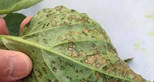 Figure 1.  Bacterial spot on pepper leaves. Credit: Shouan Zhang