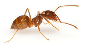 Tawny crazy ant female worker