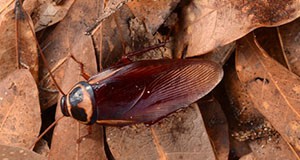 Figure 1.  Dorsal view of an adult Australian cockroach, Periplaneta australasiae Fabricius.