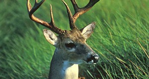 Figure 1. Male Florida white-tailed deer.