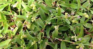  close-up of doveweed plants growing within the turf 