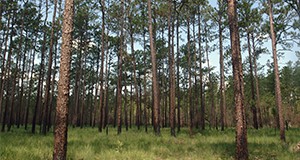 Florida forests