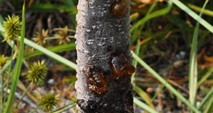 Amber-brown gumming on young peach trunks caused by Botryosphaeria dothidea.