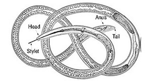Figure 9.  Schematic diagram showing detailed morphological features of a dagger nematode, Xiphinema spp.