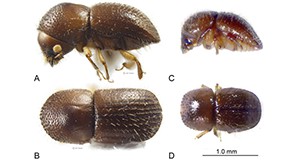 Figure 1.  Adult Euwallacea fornicatus (Eichhoff). A-B female, C-D male.