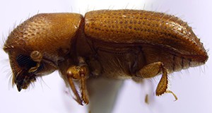 Figure 1. Adult female Xyleborus affinis. Credit: Jiri Hulcr, UF/IFAS