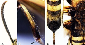 Figure 3. Eriotremex formosanus (Matsumura). A- antenna. B- metatibial spur. Abdomen (C) and mesonotum (D) with long golden setae (hair-like projections).  Credit: You Li, University of Florida