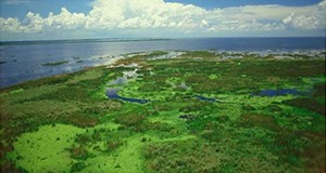 Figure 1. A photo of Lake Okeechobee, looking out over the western marsh region to the open waters of the large lake. Credit: South Florida Water Management District