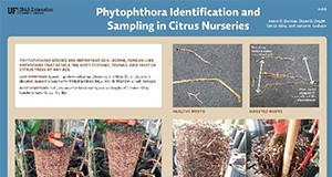 phytophthora ID brochure