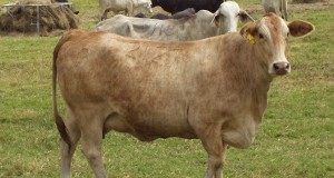 Mature beef cow with a body condition score of 6