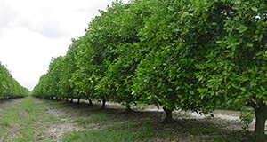 Topping and hedging of large citrus trees