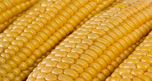 Corn, Husks, Vegetable, Maize, Grain.