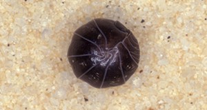 Figure 1. Pillbug, Armadillidium vulgare (Latreille), rolled into a ball. 