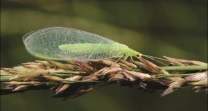 Green lacewing adult