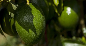 Avocados growing on a tree. Avocado fruit. UF/IFAS Photo by Tyler Jones.